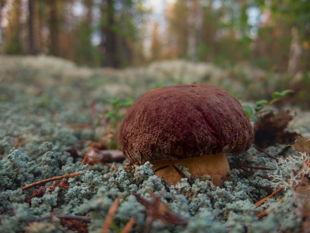 Лесные дары августа