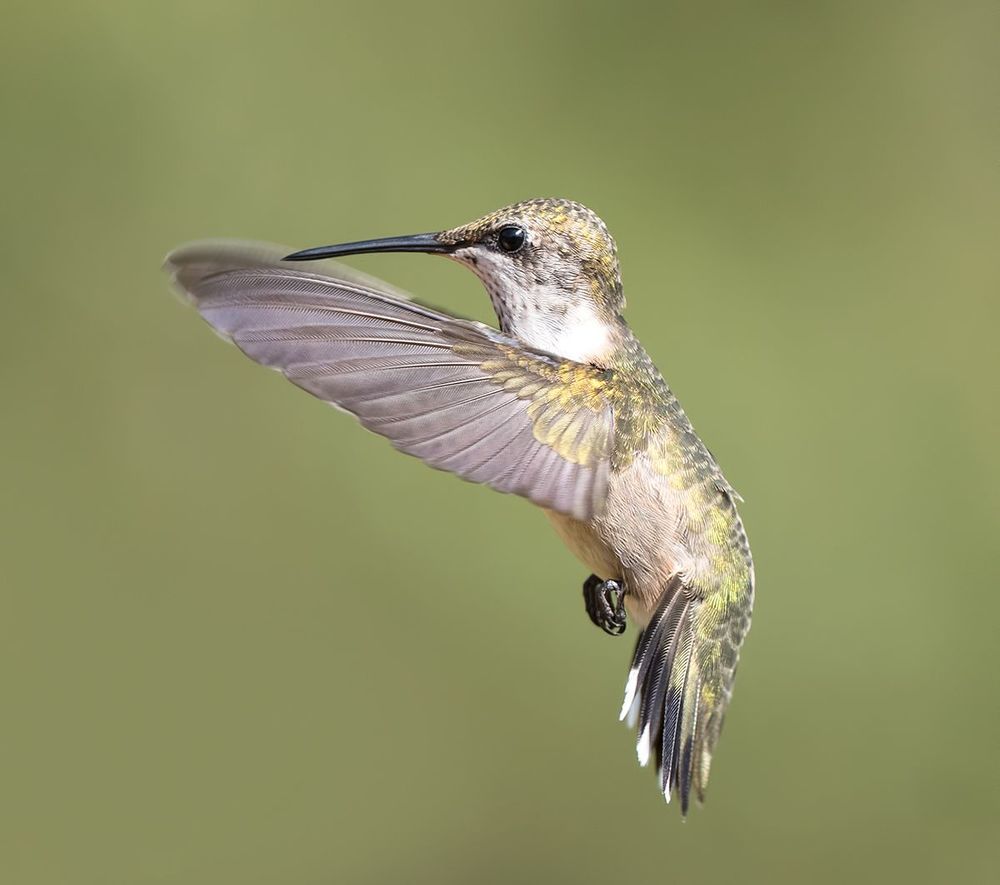 Колибри - Hummingbird  flight