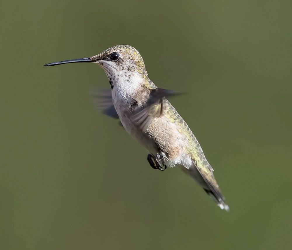 Колибри - Hummingbird  flight