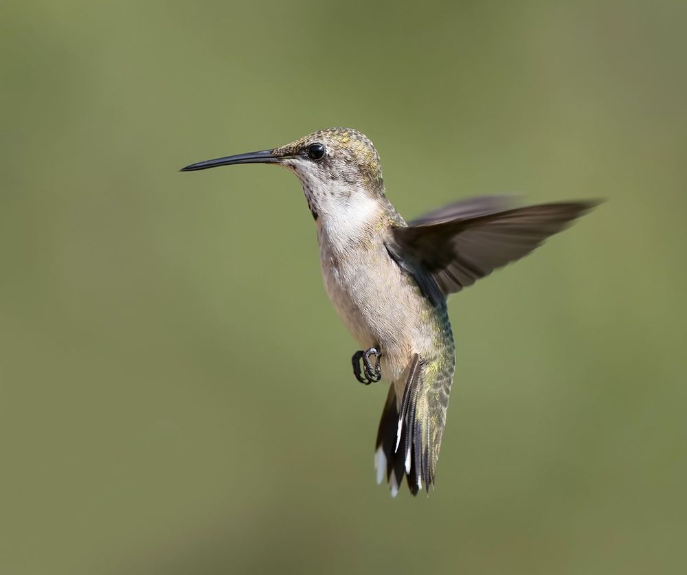 Колибри - Hummingbird  flight