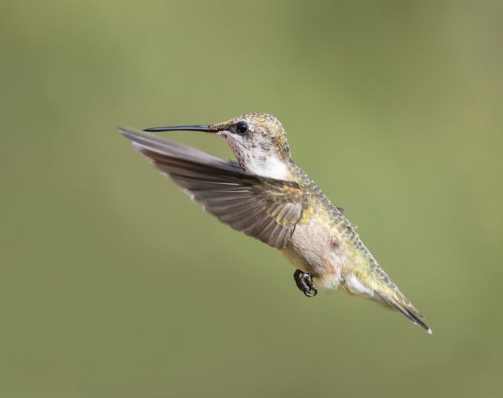 Колибри - Hummingbird  flight