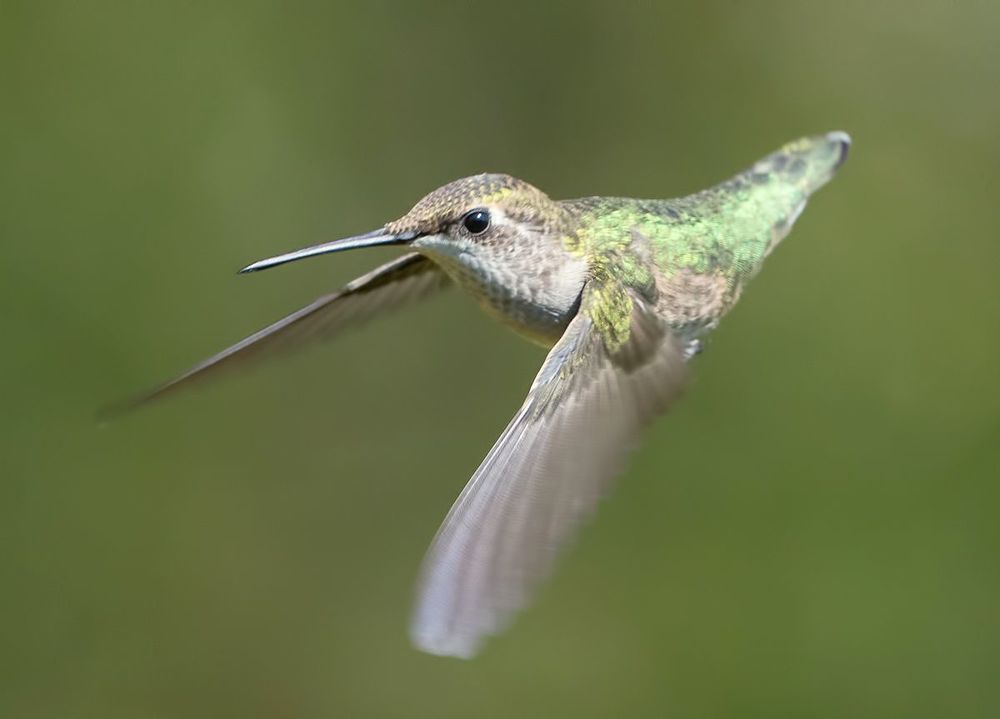 Колибри - Hummingbird  flight