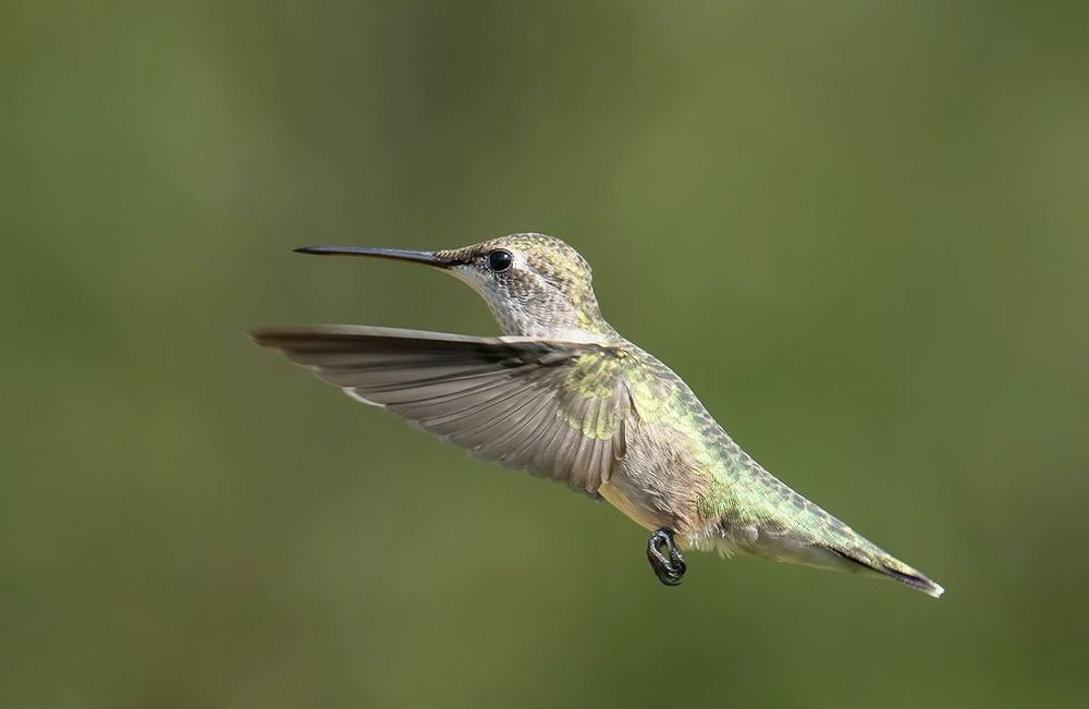 Колибри - Hummingbird  flight