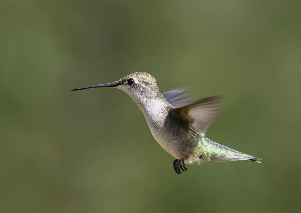 Колибри - Hummingbird  flight