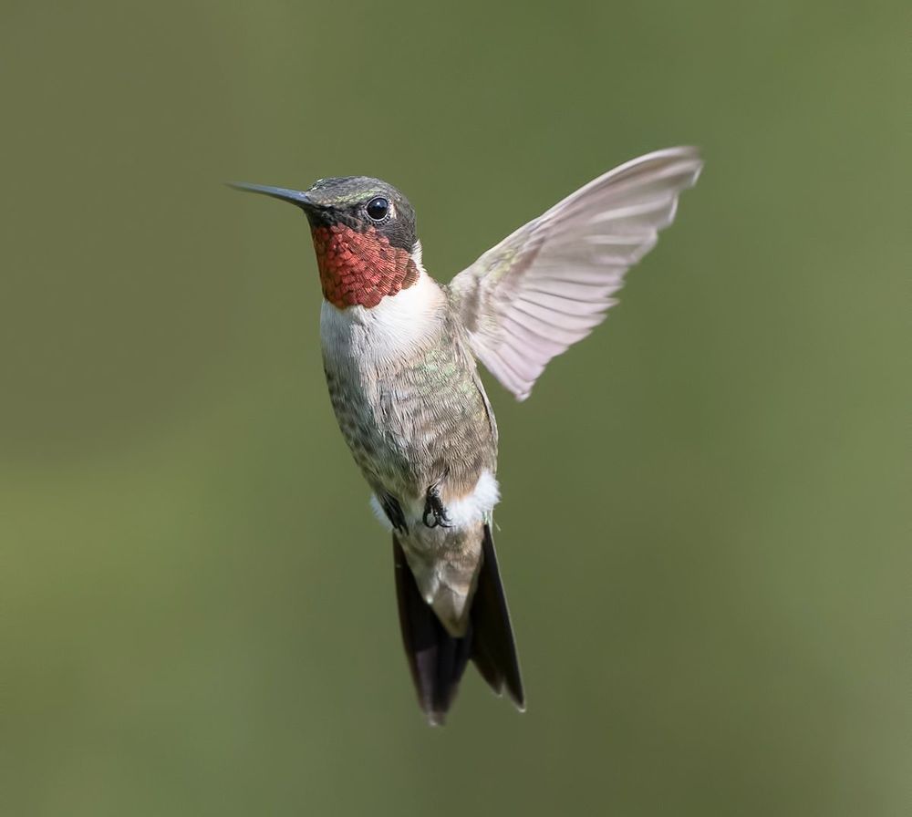 Колибри - Hummingbird  flight