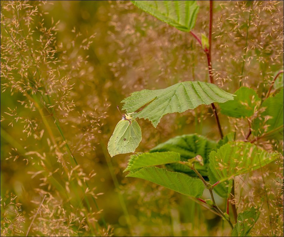 ....