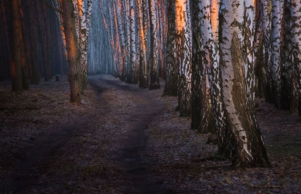 Рассвет в березовой роще. Март.