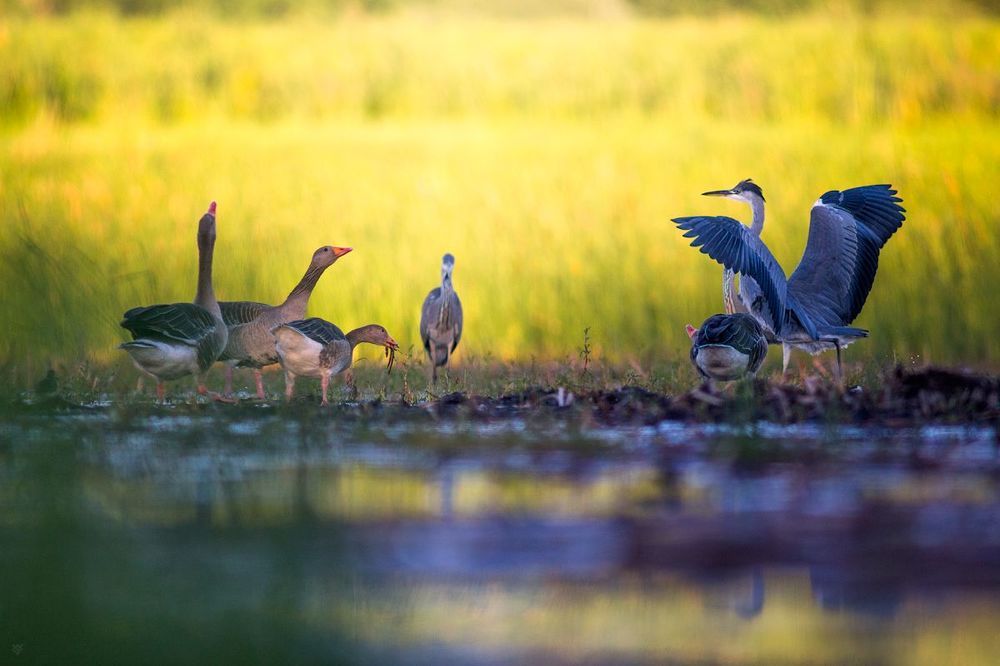 Birds Matter