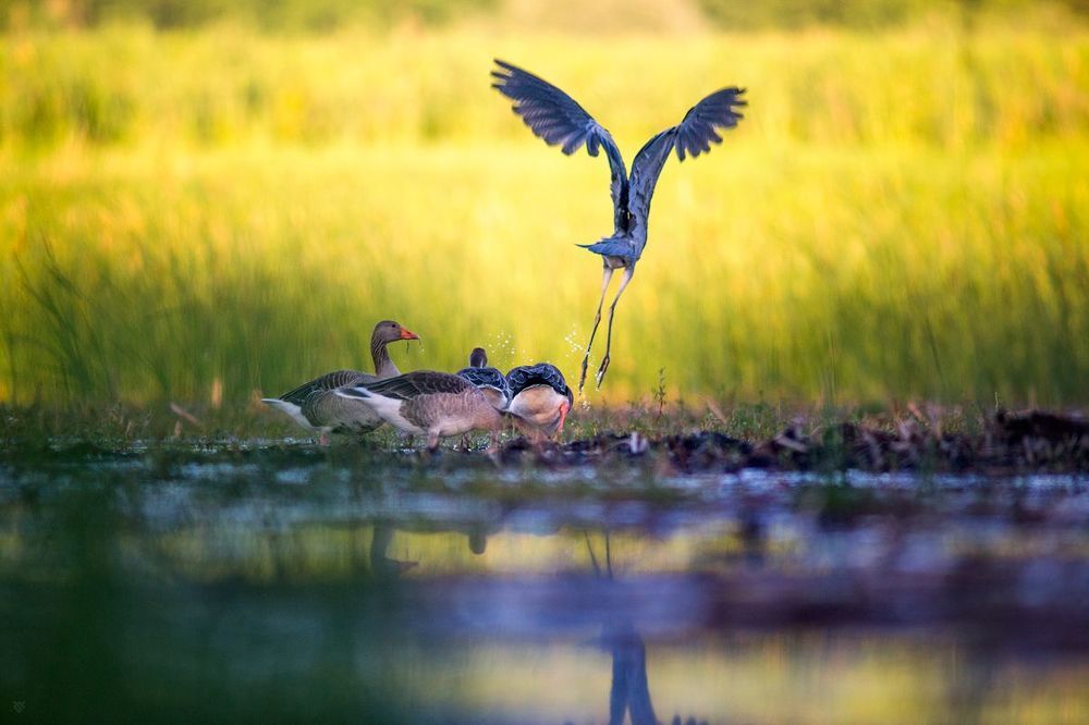 Birds Matter