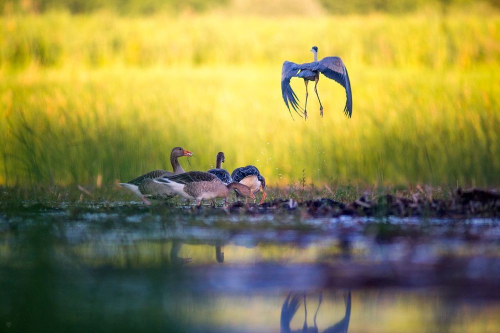 Birds Matter