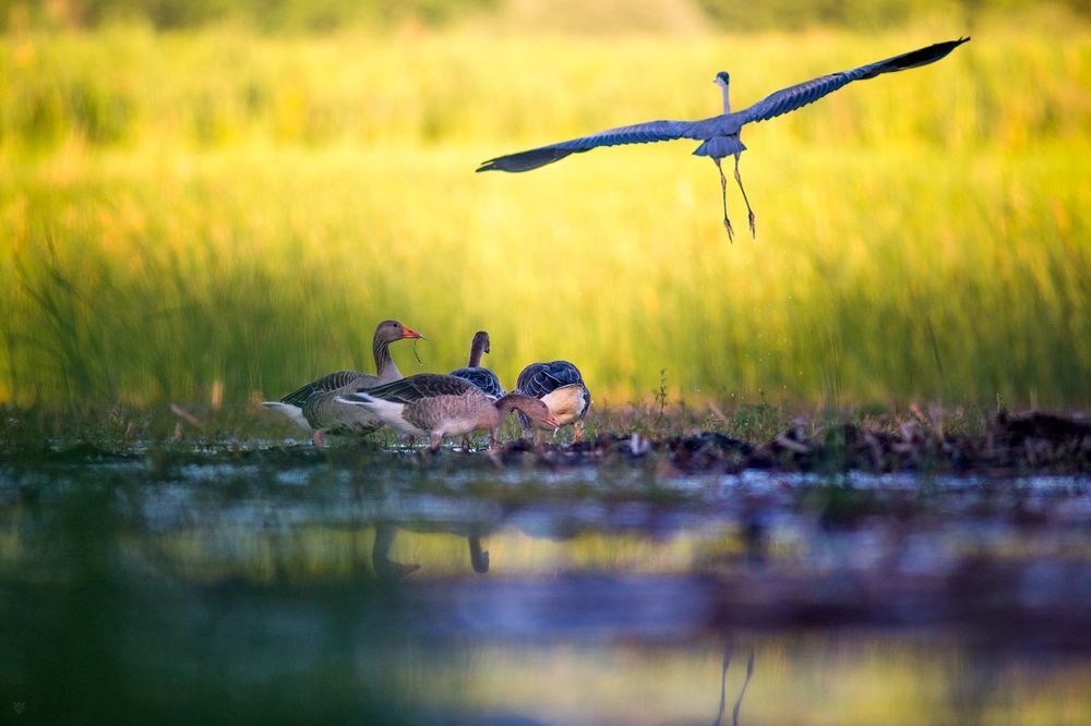 Birds Matter