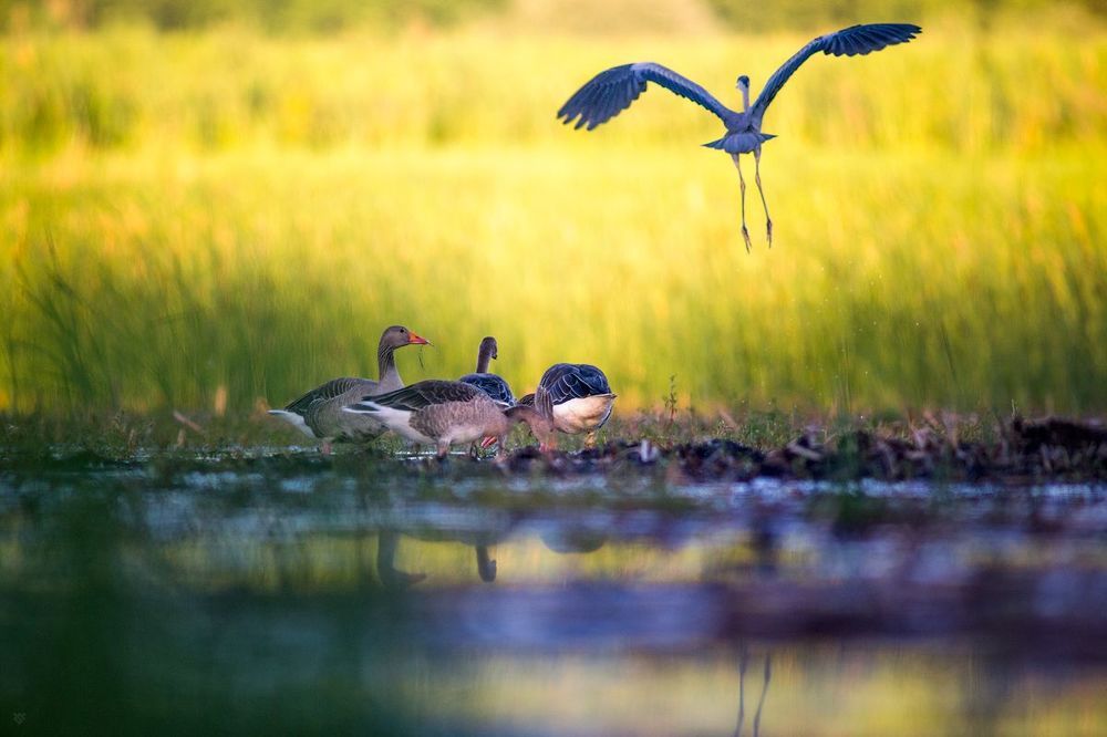 Birds Matter