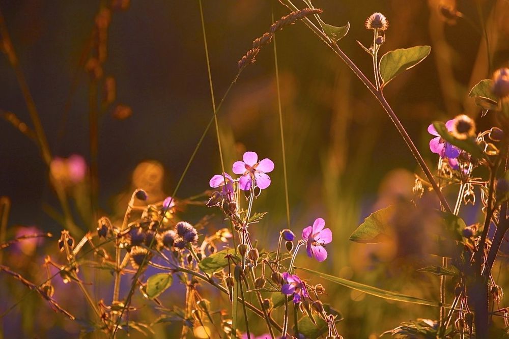 Meadow flowers