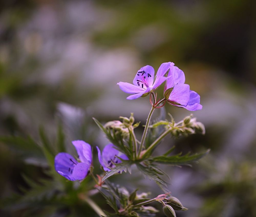 Meadow flowers