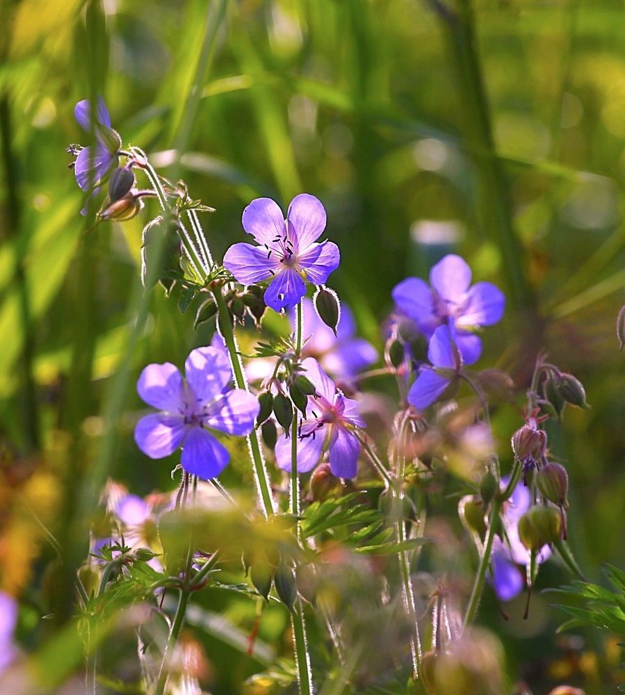Meadow flowers