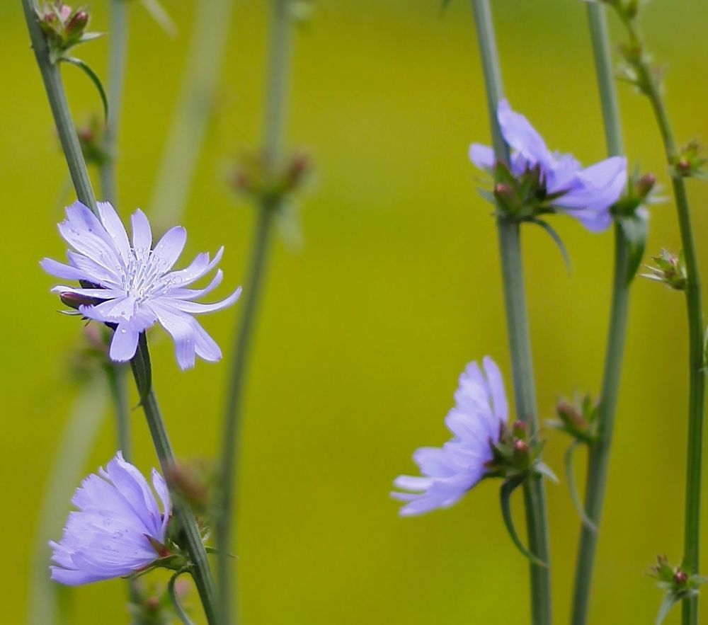 Meadow flowers