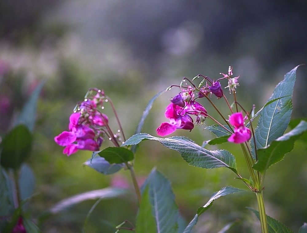 Meadow flowers