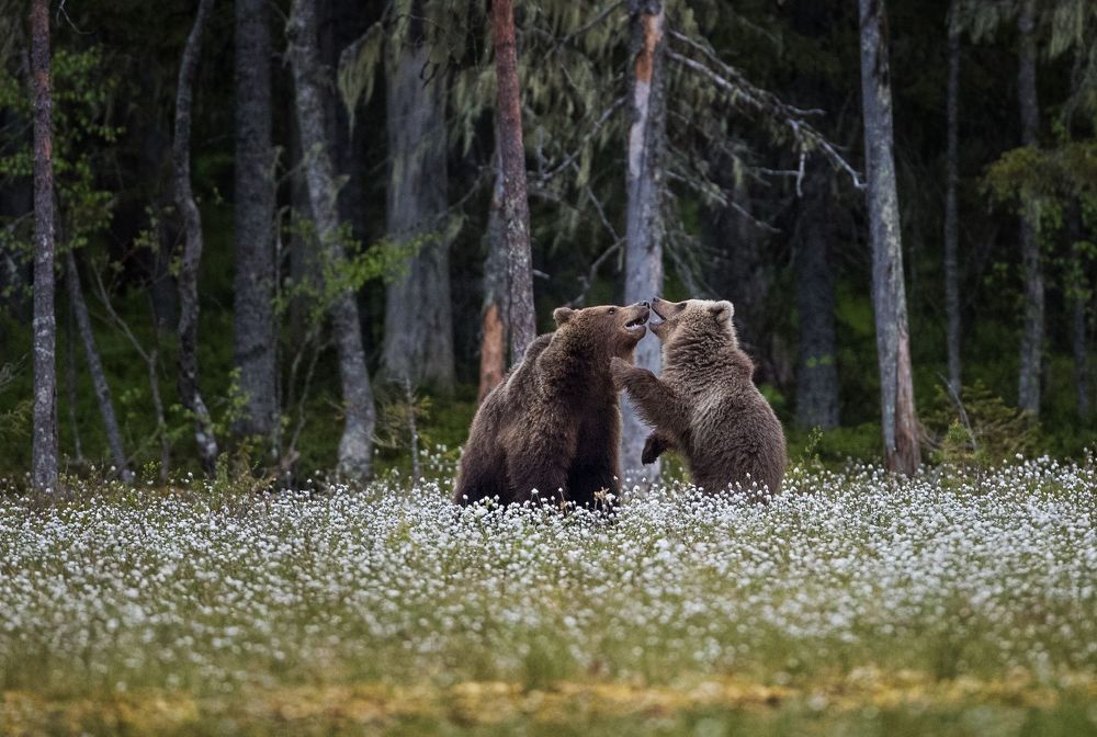 Лесная жизнь