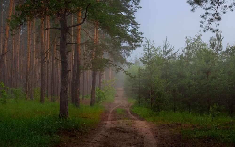За грибами в майский лес