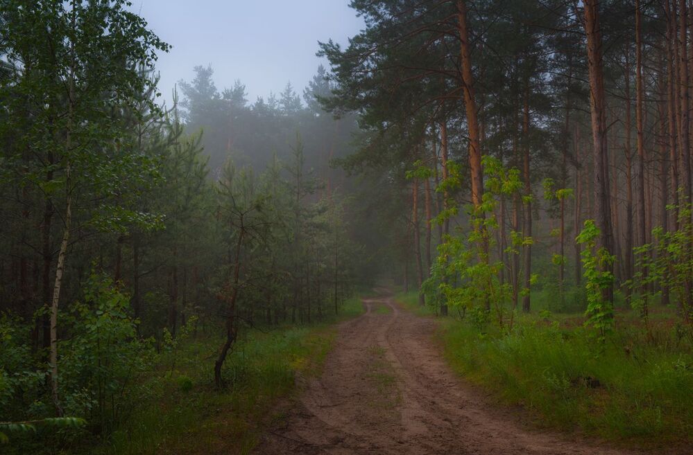 За грибами в майский лес