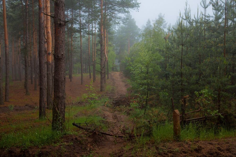 За грибами в майский лес
