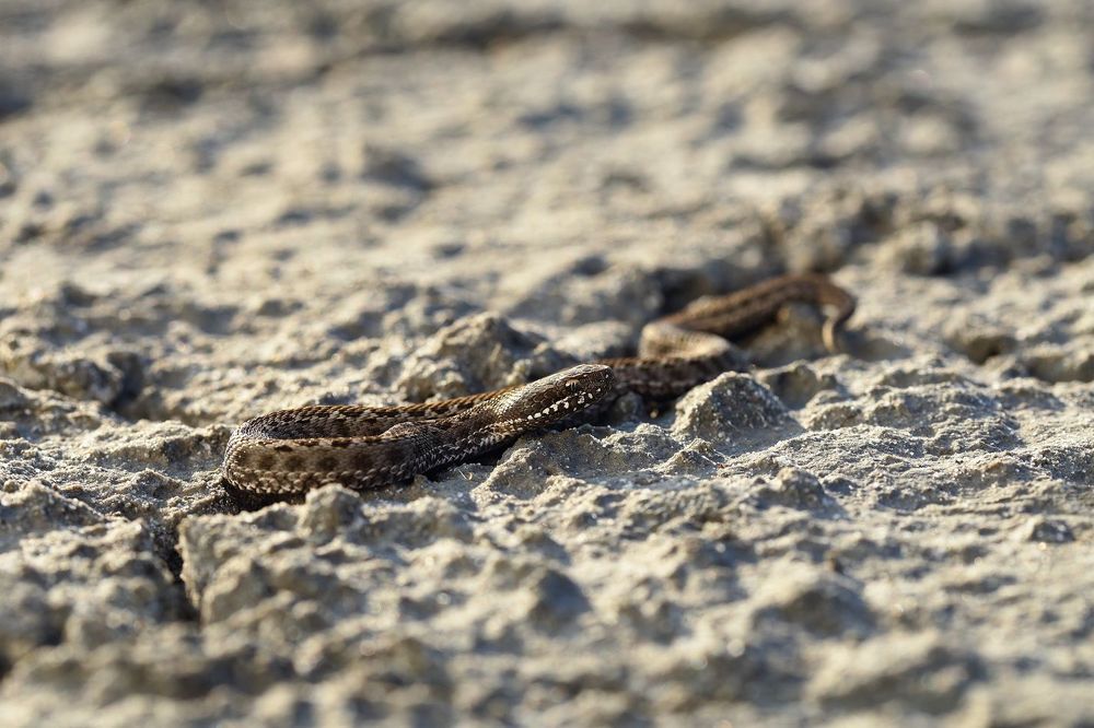 Степная гадюка - Vipera ursinii (Bonaparte, 1835)