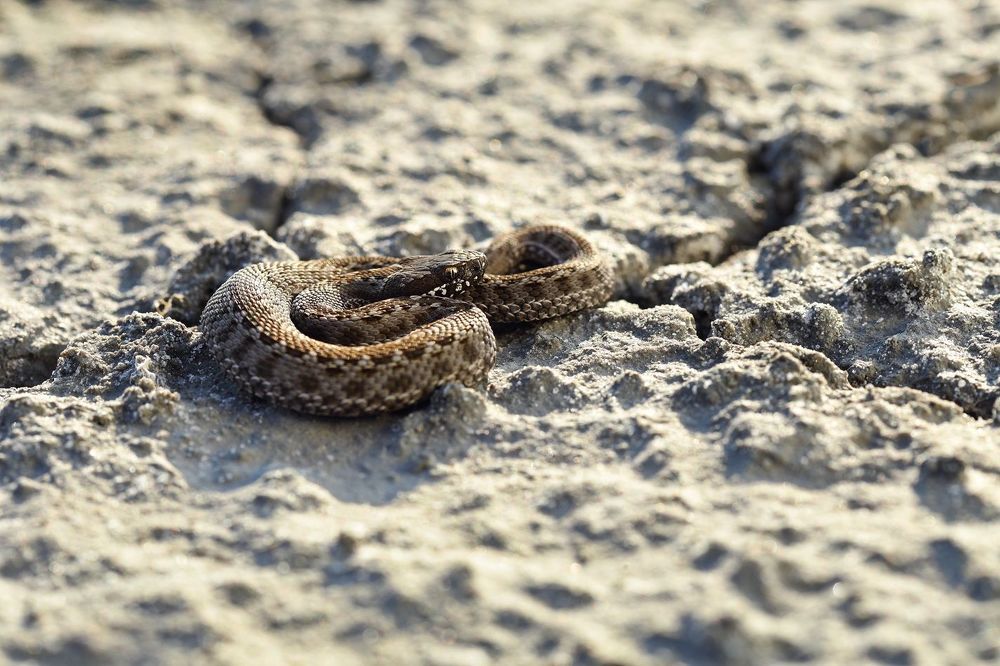Степная гадюка - Vipera ursinii (Bonaparte, 1835)