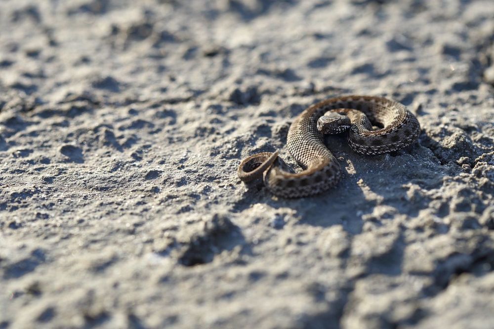 Степная гадюка - Vipera ursinii (Bonaparte, 1835)