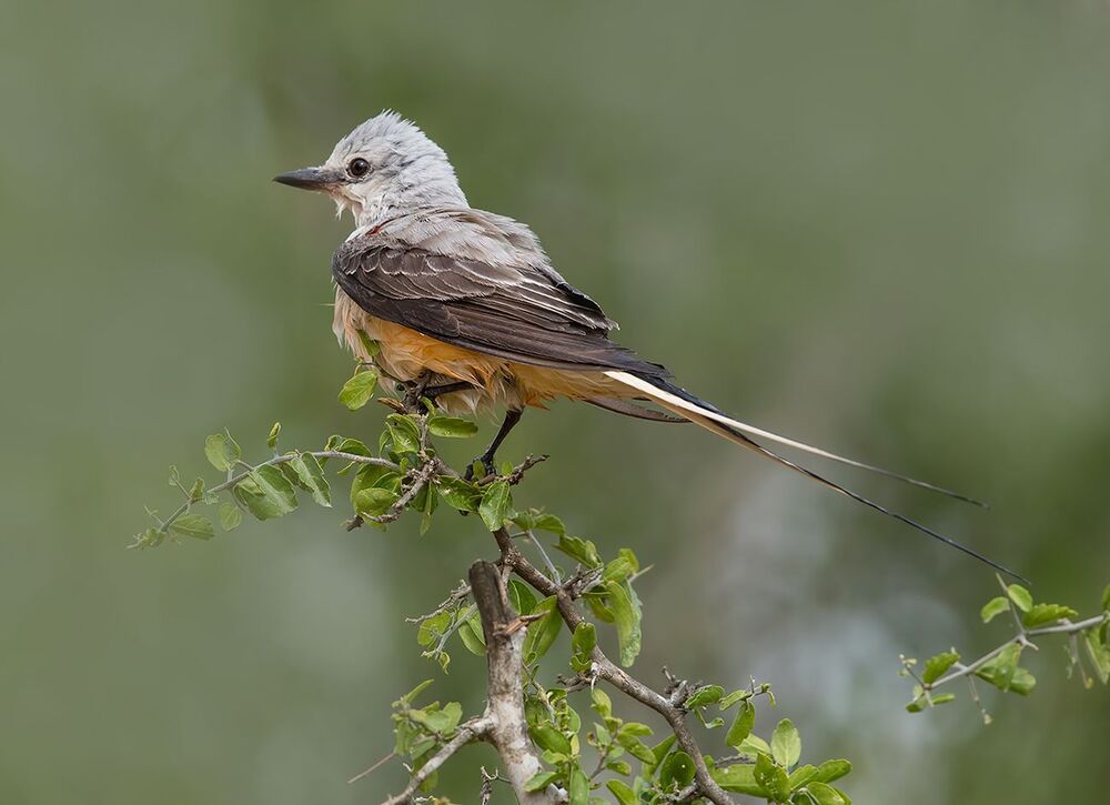Длиннохвостый королевский тиранн - Scissor-Tailed Flycatcher