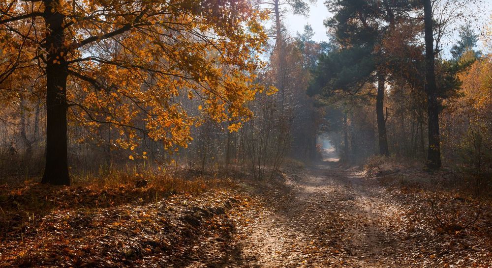 Рыжая осень