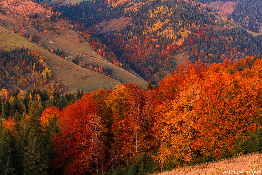 Осеннее пламя Карпат