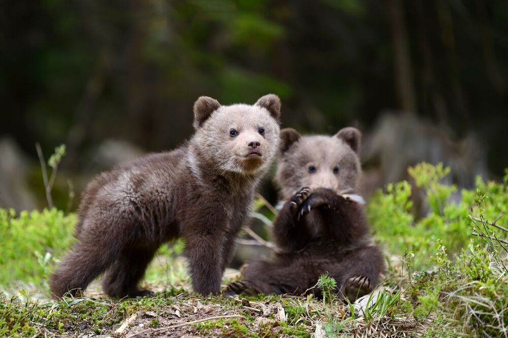 Wildlife