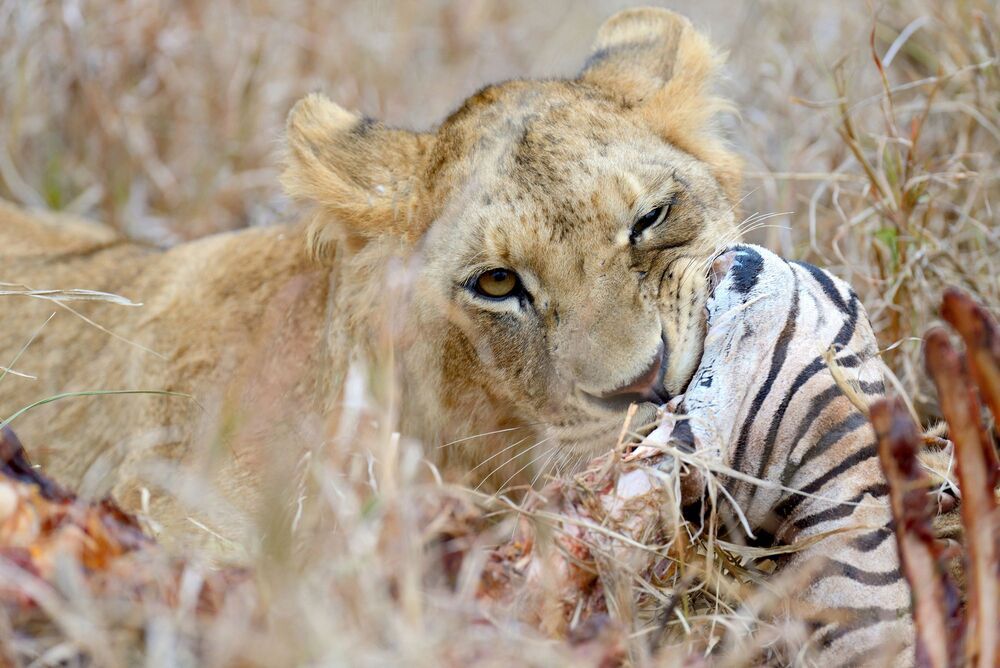Wildlife