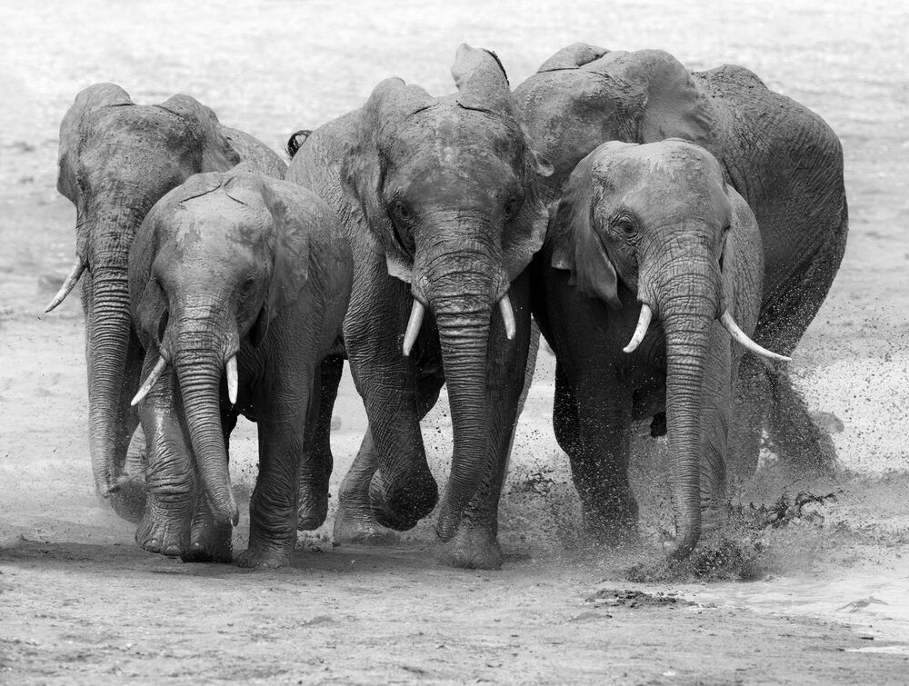 Wildlife
