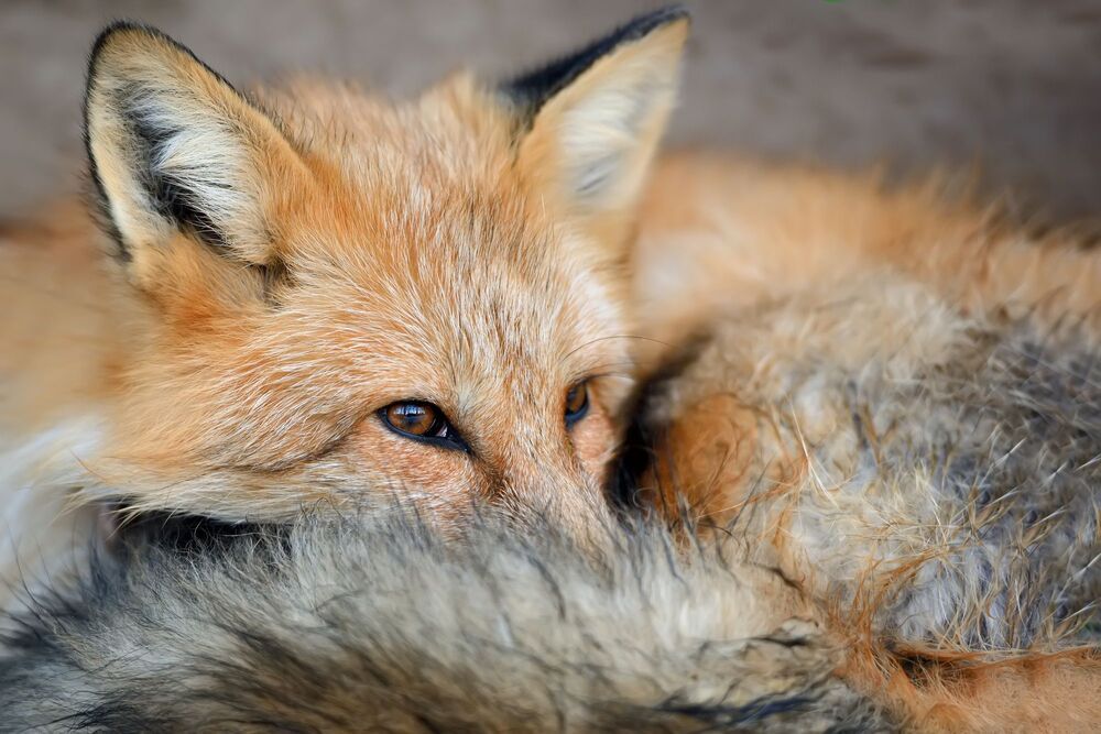 Wildlife
