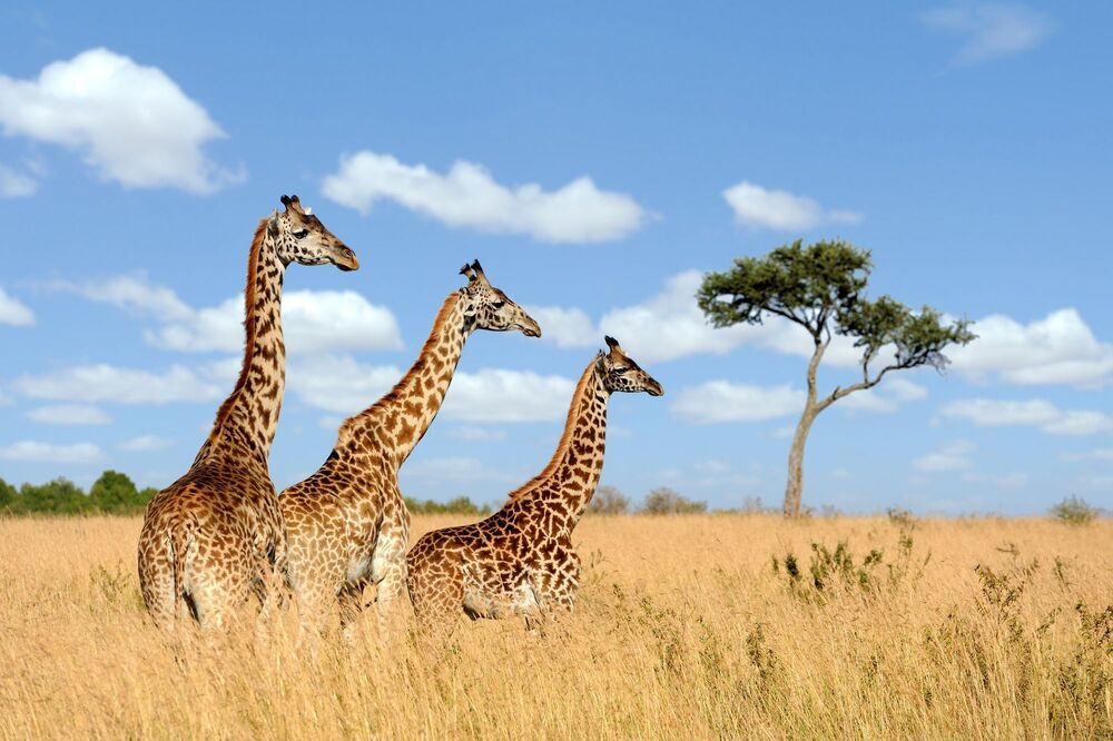 Wildlife