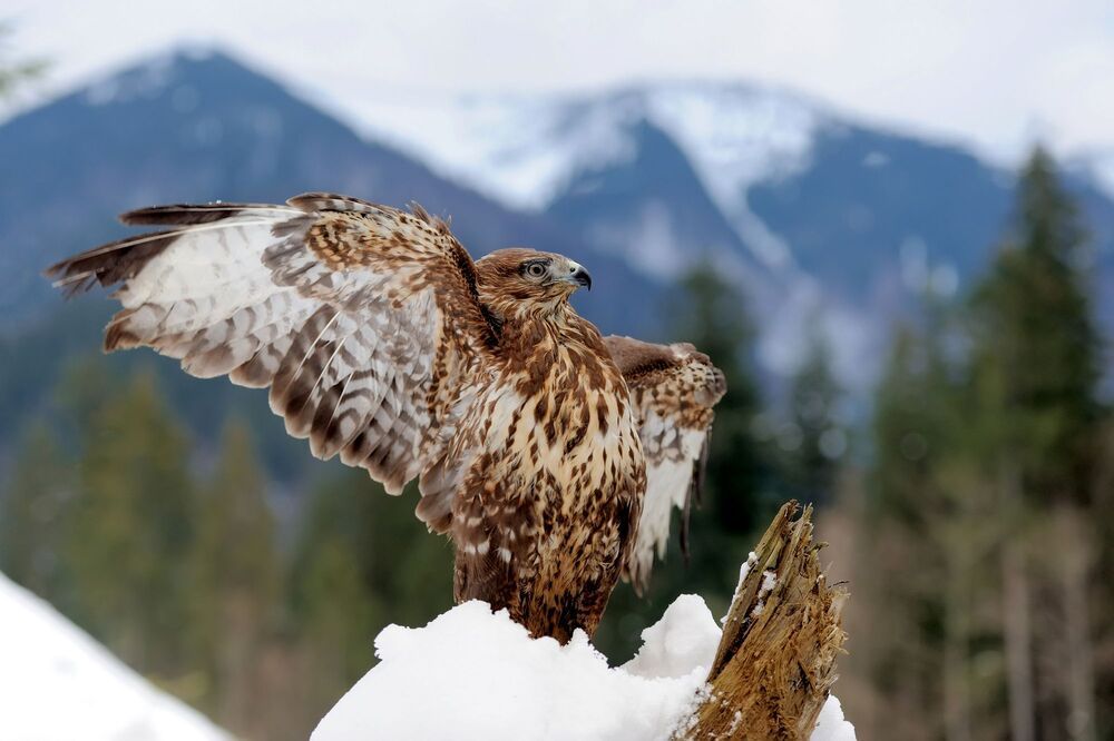 Wildlife