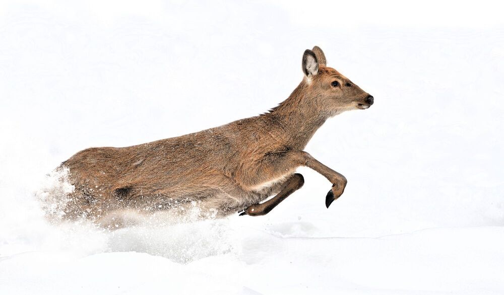 Wildlife
