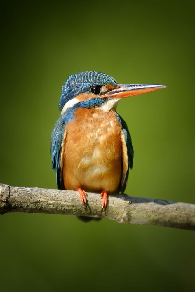Wildlife