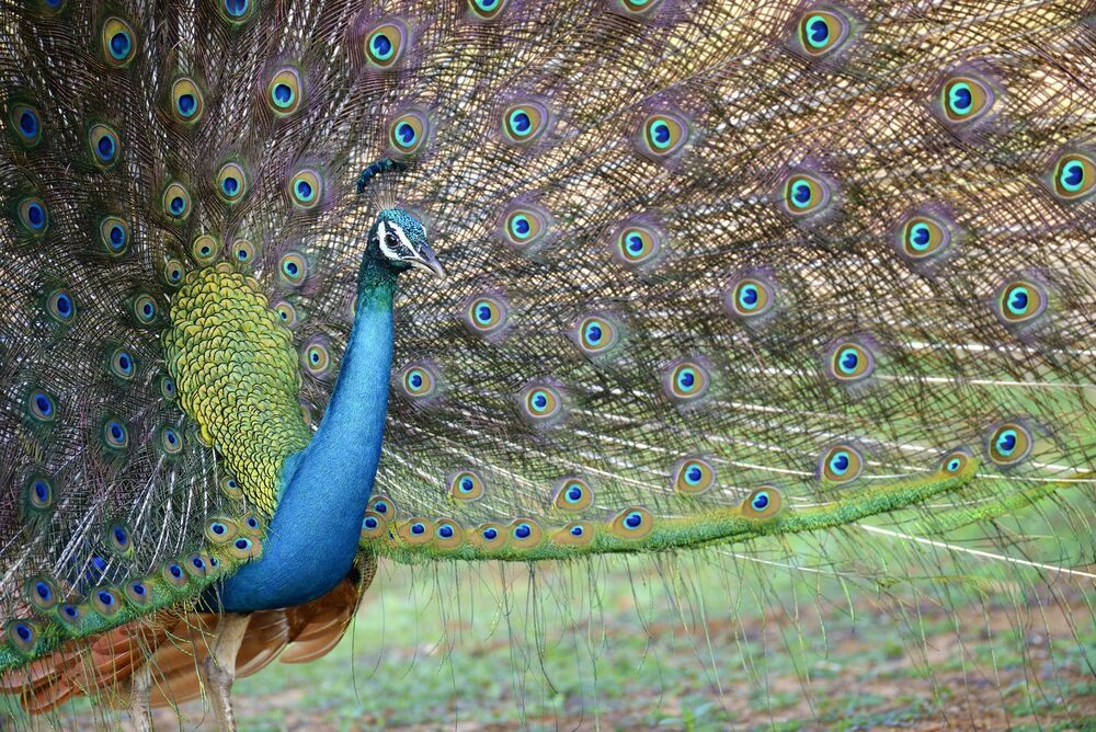 Wildlife