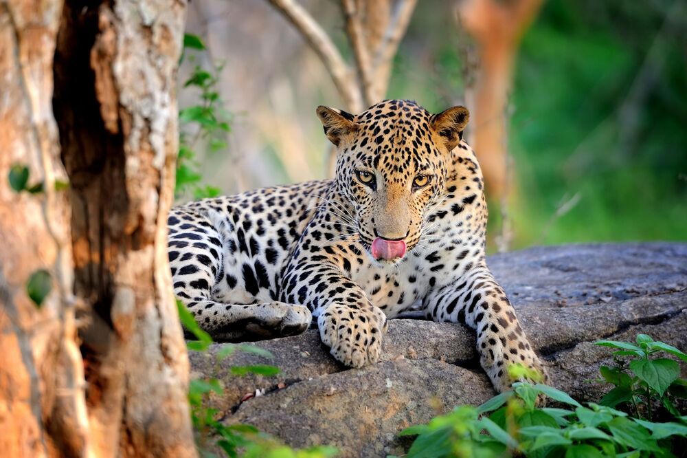 Wildlife