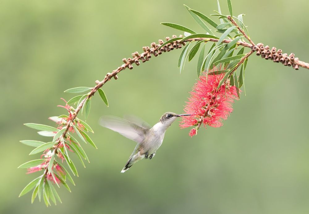 Колибри - Hummingbird  flight