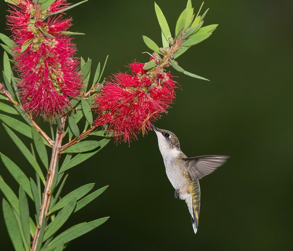 Колибри - Hummingbird  flight