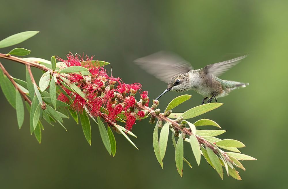 Колибри - Hummingbird  flight