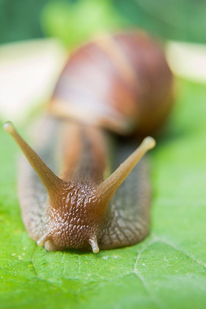 Life of a snail