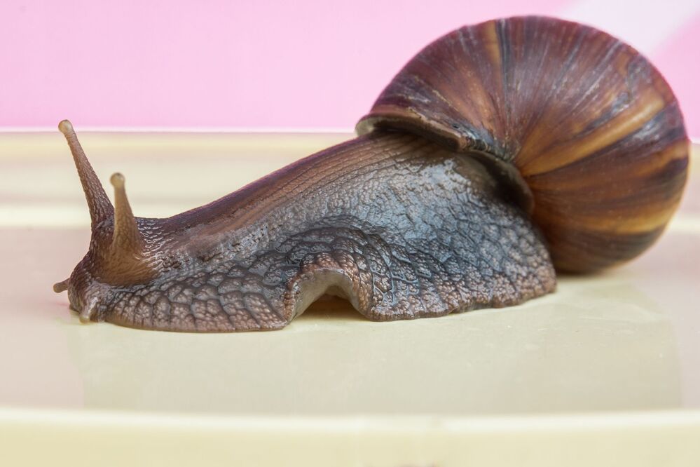 Life of a snail