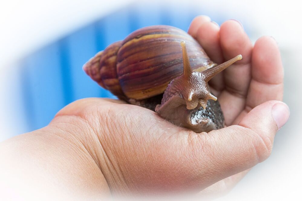 Life of a snail