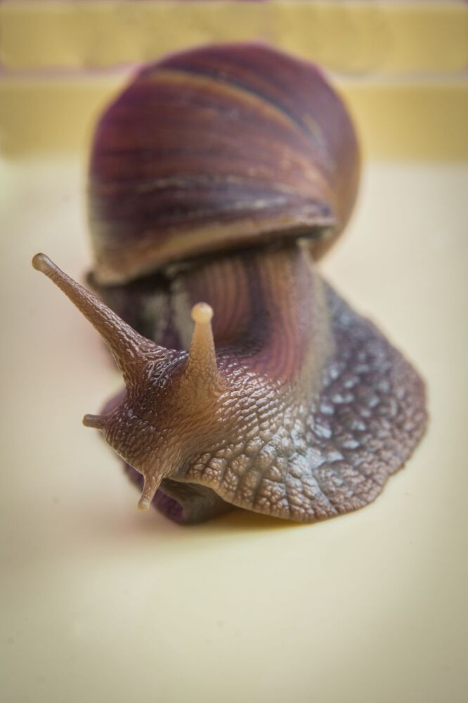 Life of a snail