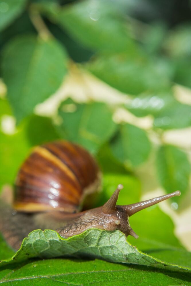 Life of a snail