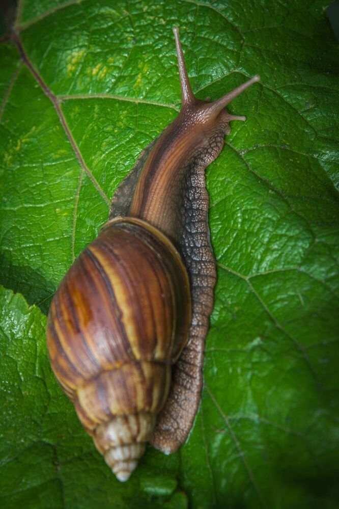 Life of a snail